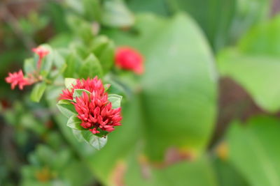 Close-up of red flowering plant