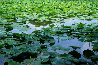 Water lilies on leaves floating on lake