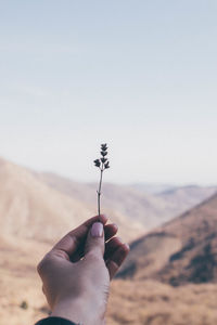 Hand holding flowers on land against sky