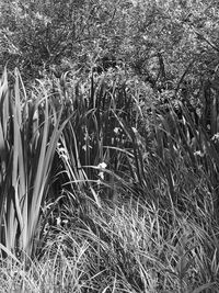 High angle view of stalks in field