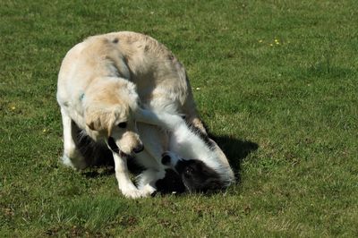 View of a sheep on field