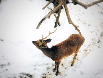 Deer in snow covered land