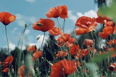 Close-up of orange poppy flowers against sky