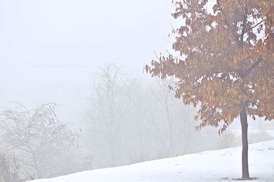 Snow covered tree against clear sky