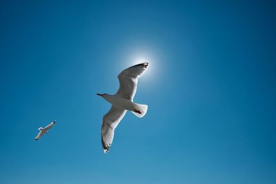 Seagull in the sun