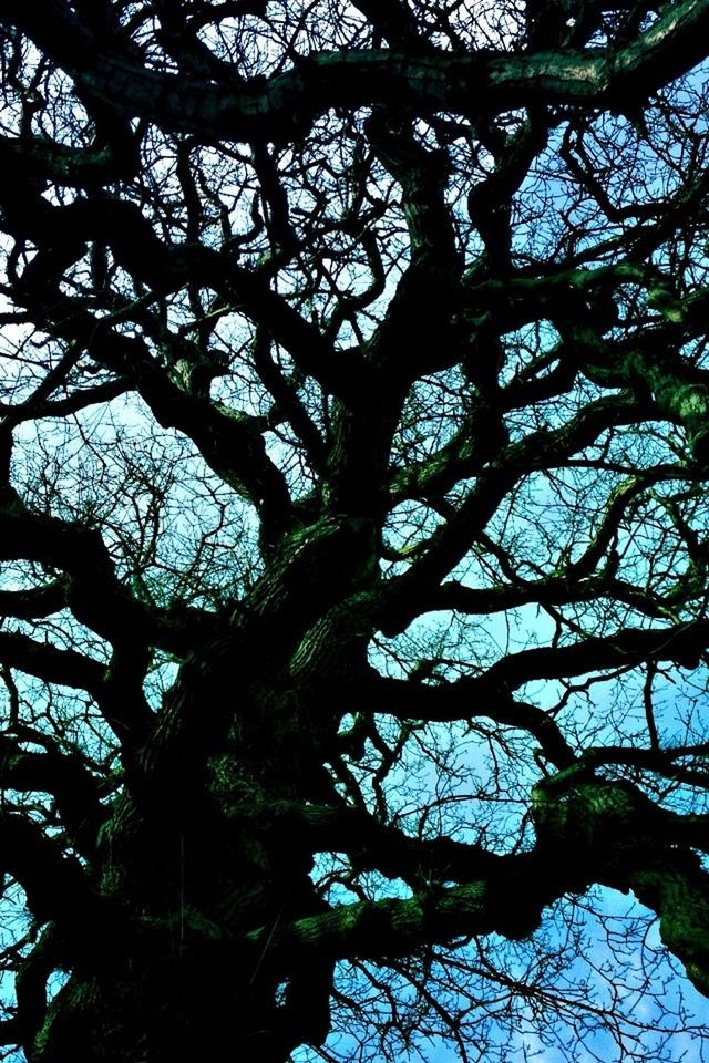 tree, branch, low angle view, full frame, growth, nature, backgrounds, tree trunk, tranquility, bare tree, beauty in nature, outdoors, day, sky, no people, directly below, forest, leaf, scenics, close-up