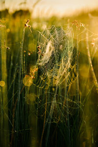 Close-up of spider on web