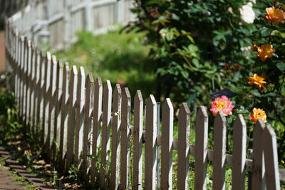 Close-up of fence