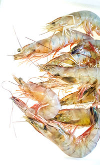Close-up of fish against white background