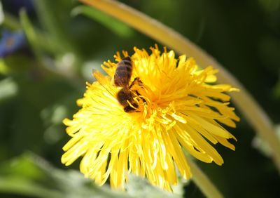 Close-up of bee on yellow flower