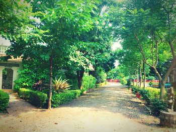 Footpath amidst trees in park