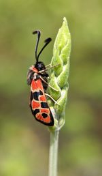 Close-up of butterfly on flower