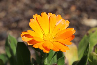 Close-up of orange flower