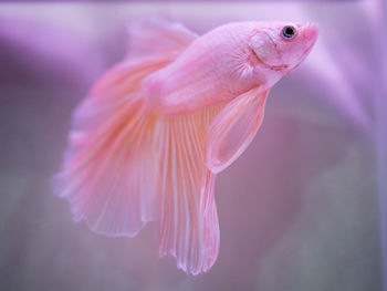 Close-up of fish swimming in sea