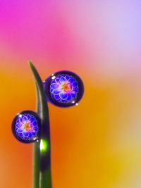Close up of purple flower