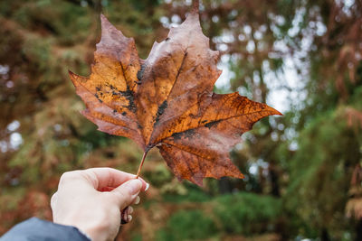 Close-up of hand holding maple leaves during autumn