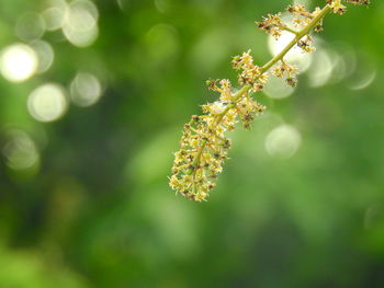 Close-up of flowering plant against blurred background