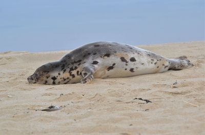 View of animal resting on beach