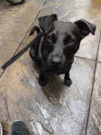 High angle portrait of black dog standing outdoors