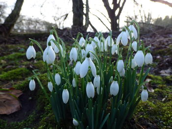 Close-up of white flowers growing on tree