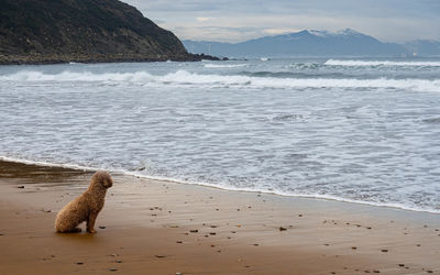 Scenic view of sea shore