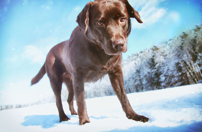 Portrait of dog looking at snow during winter