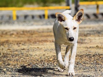 Portrait of dog on field