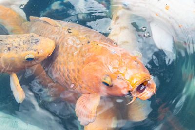 Fish swimming in sea