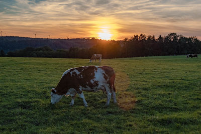 Horse grazing in field during sunset