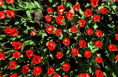 Close-up of red flowers