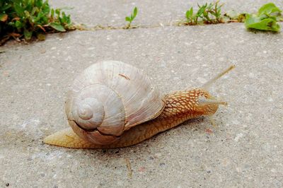 High angle view of snail on street