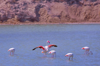 Flock of birds in the lake