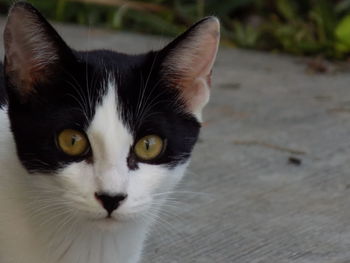 Close-up portrait of cat