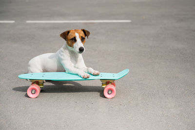 The dog rides a penny board outdoors. jack russell terrier performing tricks on a skateboard