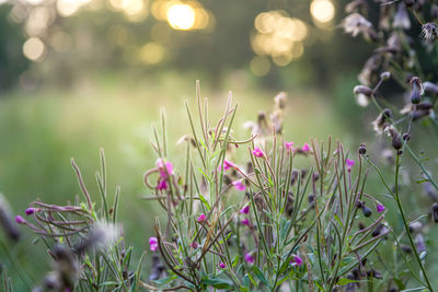 Close-up of pink flowering plants on land