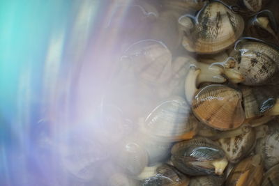 High angle view of shells in sea