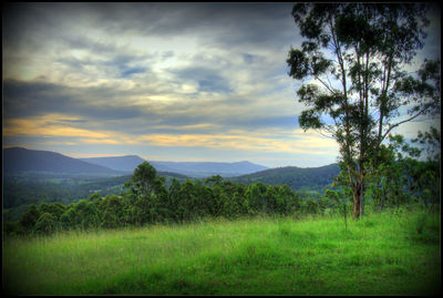 Scenic view of field against sky