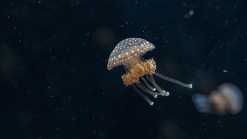 Jellyfish swimming in sea