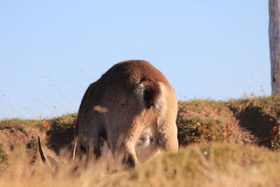 Elephant in a field