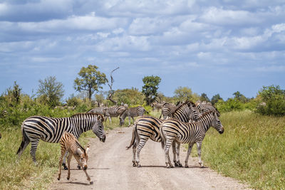 Zebra standing on field