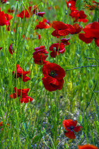 Close-up of red poppy flowers growing on field