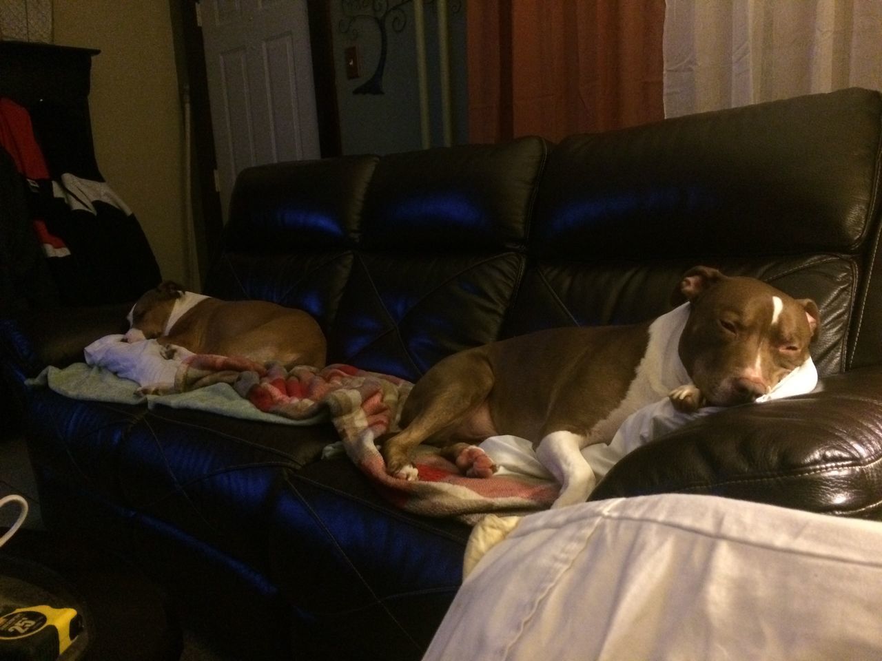 DOGS SLEEPING ON SOFA