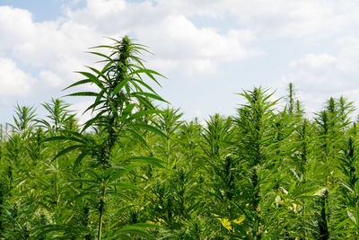 Plants growing on field against sky
