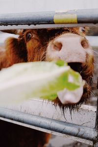 Close-up of cow