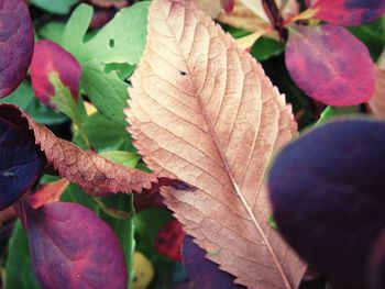 Close-up of maple leaves