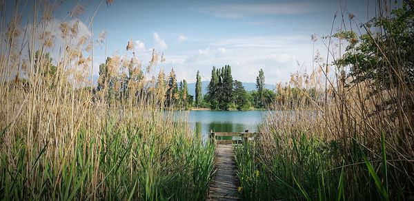 Plants growing in lake against sky