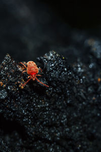 Close-up of crab on leaf