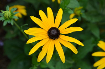 High angle view of yellow flower blooming at park