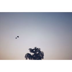 Silhouette bird flying against clear sky