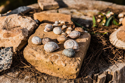 High angle view of shells on field